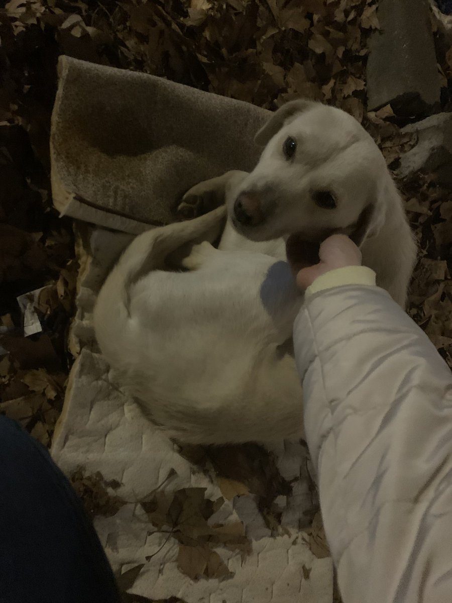 Ljiljan65880270's tweet photo. Da li neko želi da udomi ovog predivnog psa?Ženka je,nalazi se u Beogradu,izrazito umiljata i poslušna, sa psima se slaže bez ikakvih problema.Srednjeg je rasta (max 15kg) i ima 1god otprilike.Zaista zaslužuje da dočeka Novu godinu sa svojom porodicom.Molim vas RT https://t.co/i5wDdVoz6u