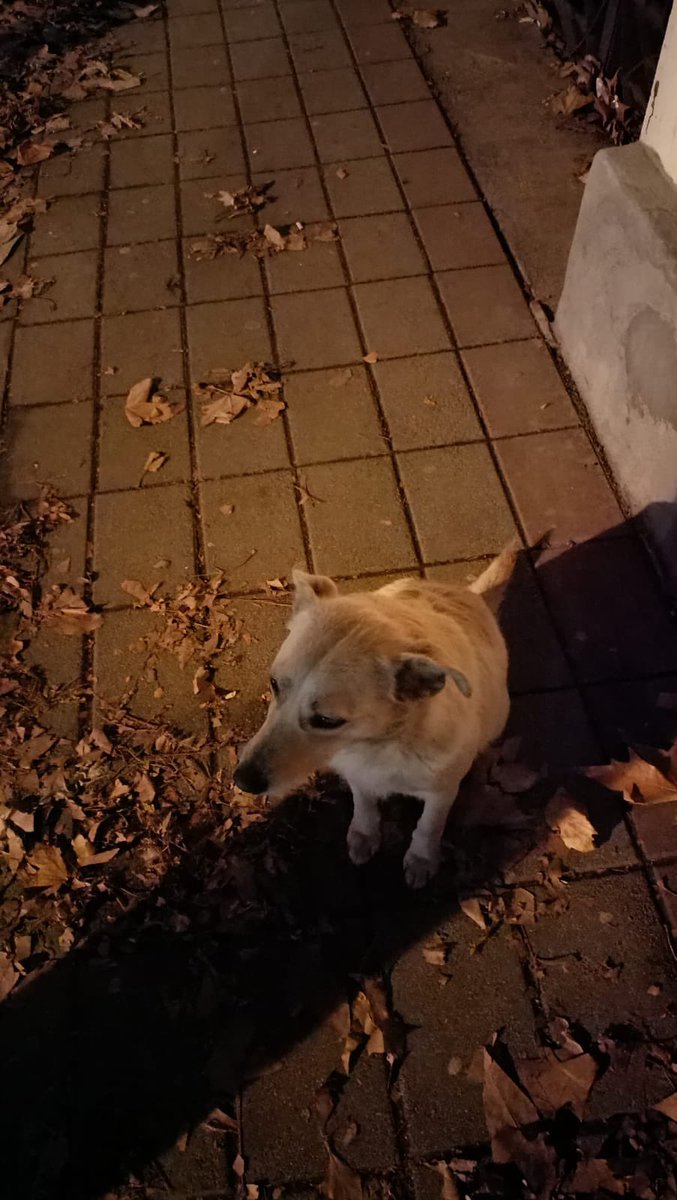 Ljiljan65880270's tweet photo. Da li neko želi da udomi ovog predivnog psa?Ženka je,nalazi se u Beogradu,izrazito umiljata i poslušna, sa psima se slaže bez ikakvih problema.Srednjeg je rasta (max 15kg) i ima 1god otprilike.Zaista zaslužuje da dočeka Novu godinu sa svojom porodicom.Molim vas RT https://t.co/i5wDdVoz6u