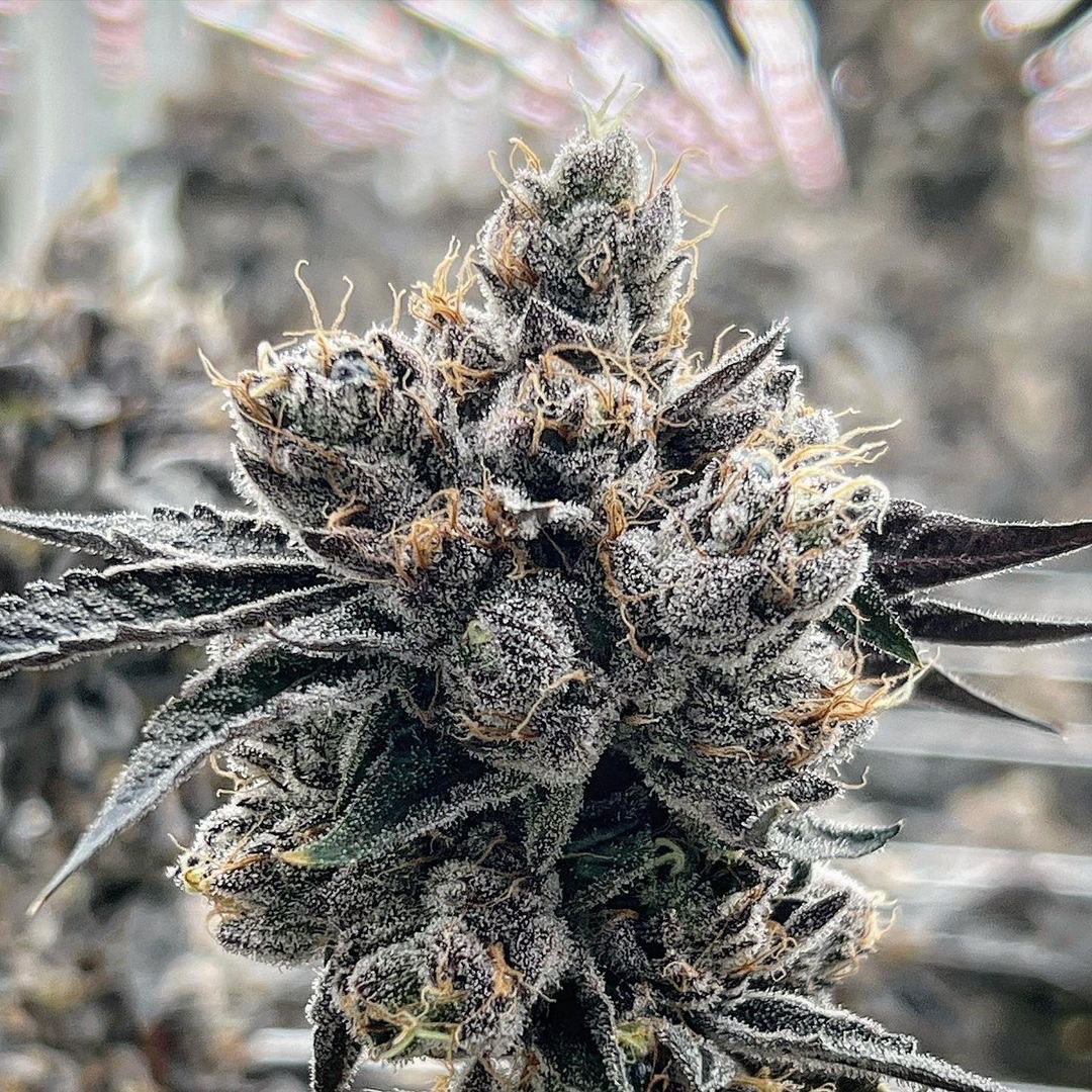 growglide's tweet photo. Last Thursday we saw the new setup, and now, we're getting up close and personal with Green Label Rx and the frosty oasis they've been cultivating with their Grow Glide system ❄️💪 

#GrowGlide #cultivation #verticalfarming #indoorfarming https://t.co/8lZZIGLVXW