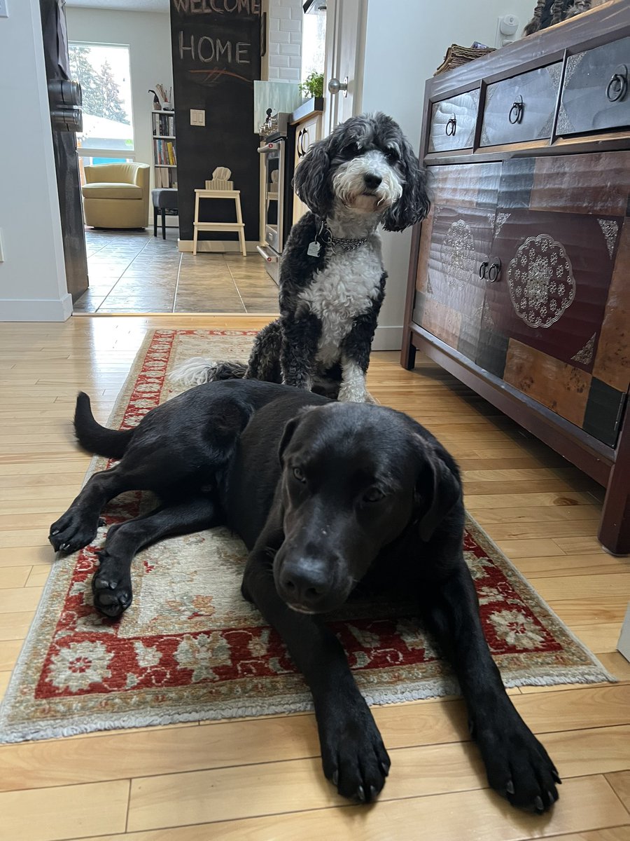 hmcrae's tweet photo. In what can only be described as an act of lunacy, we adopted this sweet boy just days before Christmas. Some mishaps has ensued, but Ryder has quickly established himself as a #goodboy and a respectful buddy to Bentley! @carter_AB  @CalgaryHumane #crazychristmas #loveinthehouse https://t.co/YrMHu4rh2r
