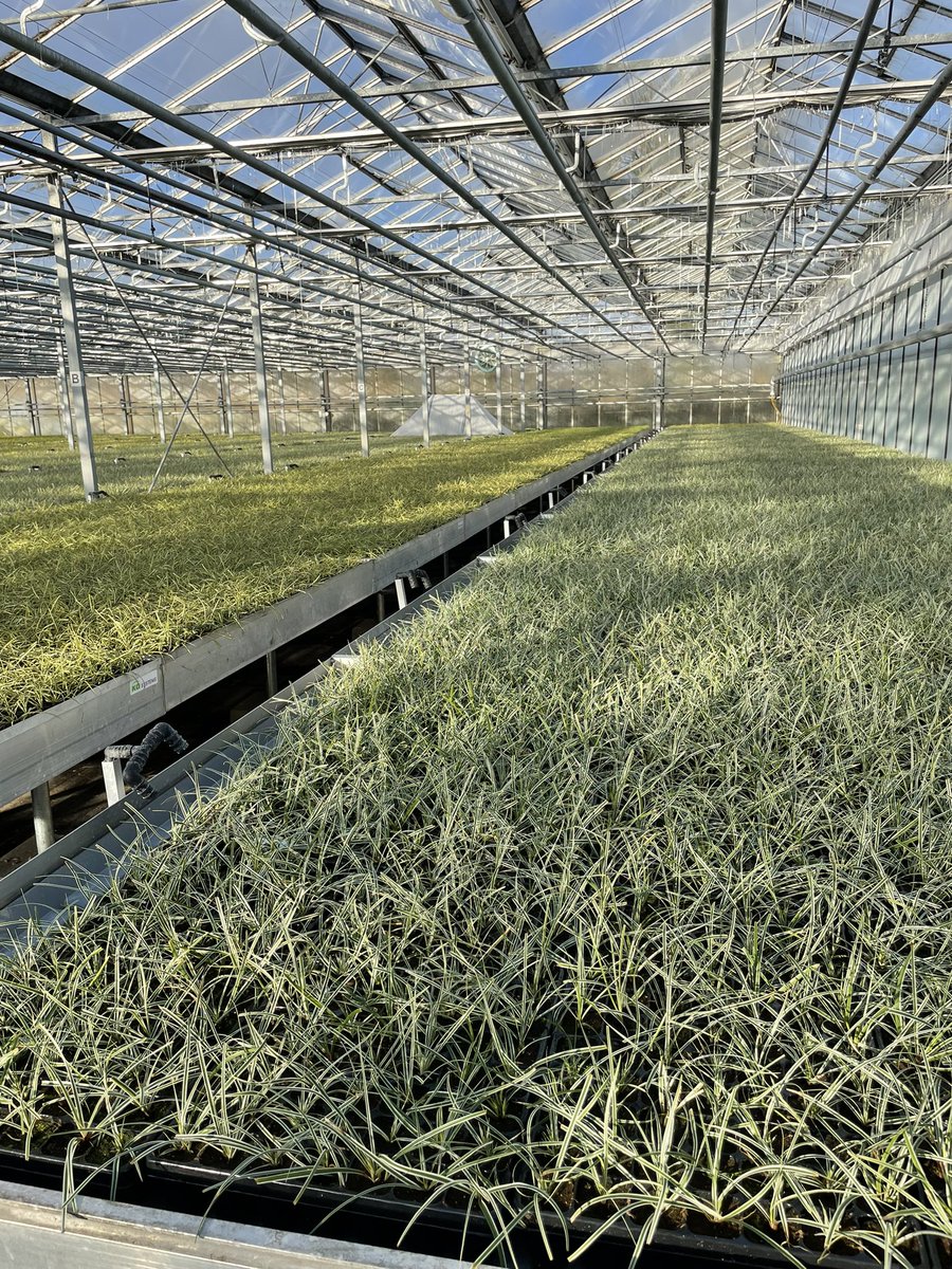 EverColorPlants's tweet image. Amazing cold hardy winter colour from our EverColor range. Millions of young plants getting ready for local growers all over Europe. Evercolorplants.com #urbanlandscape #livingwalls #rooftopgardens #shadeplanting #greenscaping