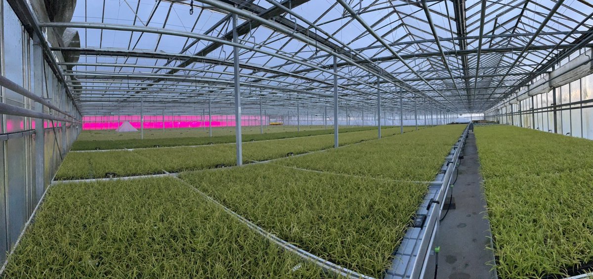 Amazing cold hardy winter colour from our EverColor range. Millions of young plants getting ready for local growers all over Europe. Evercolorplants.com #urbanlandscape #livingwalls #rooftopgardens #shadeplanting #greenscaping