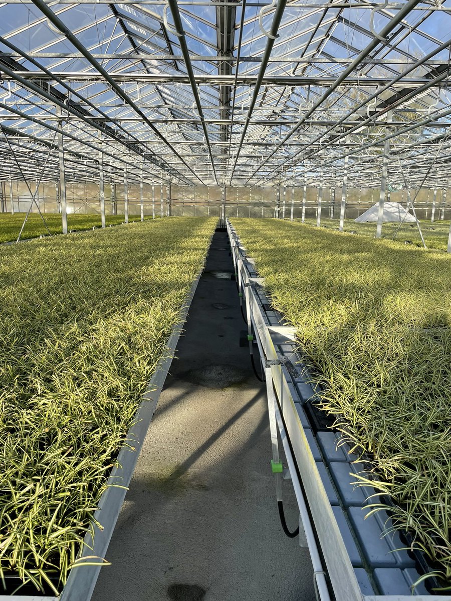 EverColorPlants's tweet image. Amazing cold hardy winter colour from our EverColor range. Millions of young plants getting ready for local growers all over Europe. Evercolorplants.com #urbanlandscape #livingwalls #rooftopgardens #shadeplanting #greenscaping