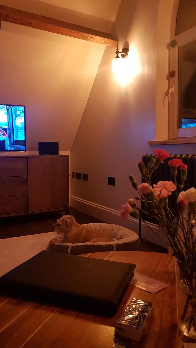 baggins_tilbo's tweet photo. Had a great day on the beach on my Hollibobs today. back in our cosy apartment for chill time 🐶💖🐾 #whitby x https://t.co/j6U4NCNW6z