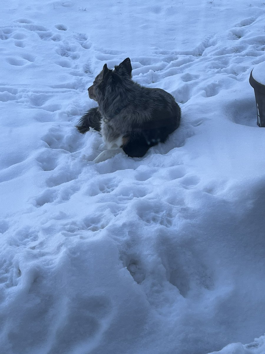 KayeSiders's tweet photo. @bunsenbernerbmd Not so much exploring as laying but he loves the snow! https://t.co/mBMBxDwYhc