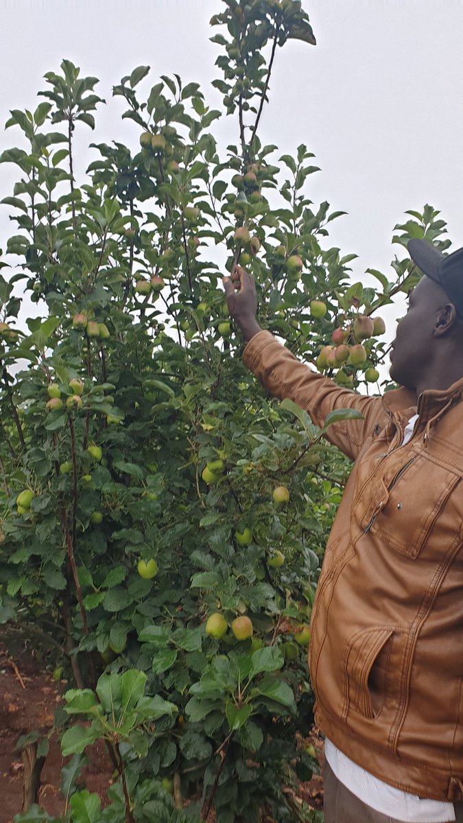 Eldoret Orchards & Nursery Investment tweet media