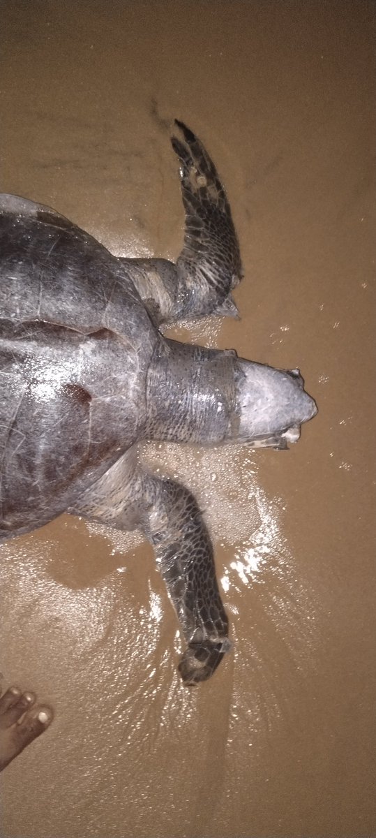SoumyaMarineWL's tweet image. #URGENT

👇Absolutely,this is not a tiger/elephant, so doesn't deserve attention?

Hence, the mainstream electronic media is not considering to highlight the issue of #OliveRidley in odisha.🐢

We need to protect the oceanic health to reduce the adverse effects of climate change.