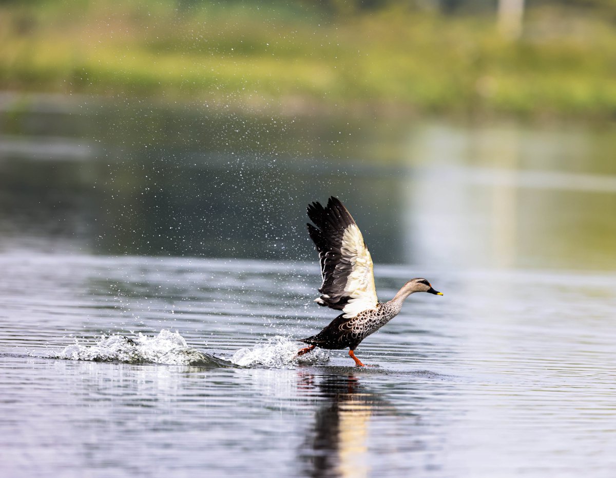 Marathon run…Northern Shoveler, Bhigwan. #natgeoyourlens #natgeoyourshot #bbcwildlifepotd #canonindiaofficial #canonr5 #natgeotravel #birdsofinstagram #birdsofindia #indianwildlifeofficial #IndiAves