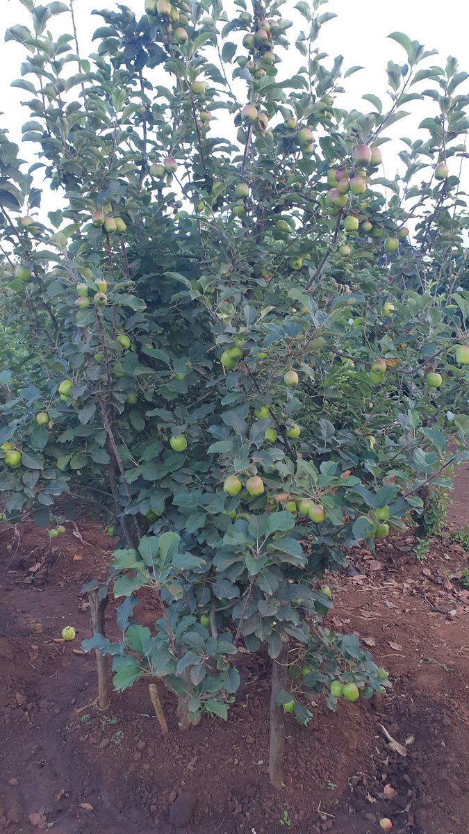 Eldoret Orchards & Nursery Investment tweet media