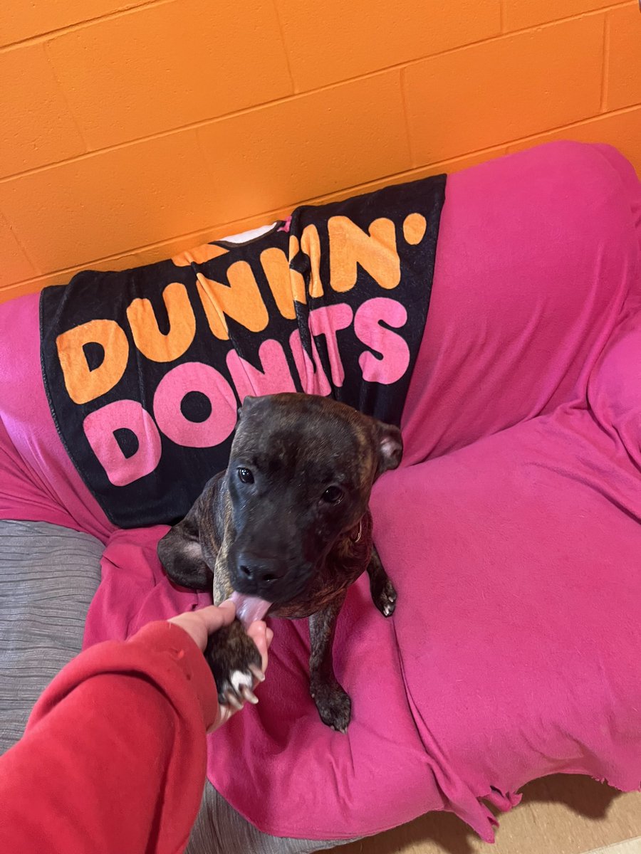 #DiamondDew we adore you! 🐾
Adopt this sweet girl today by visiting spcacincinnati.org. Big thanks to our team member Jay for capturing a precious moment with this love bug. #CincinnatiHumane