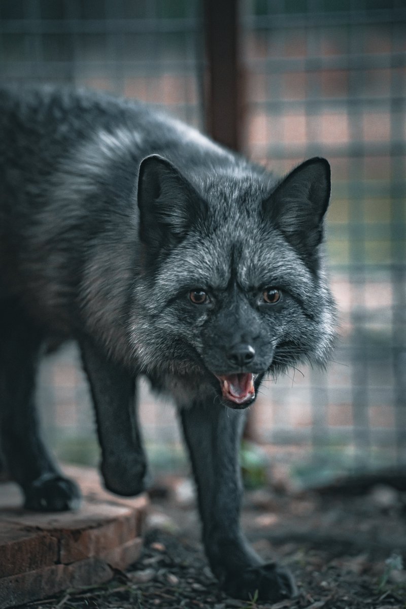 My fox friend is smiling and you should too.
