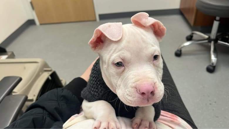 ThisIsHoustonTX's tweet photo. Odie is at the vet for his neurology consult. He’s hearing &amp; visual impaired and has been having seizures, despite being on anti-seizure medication.  He had a pretty bad seizure early this morning and seizures are so awful to witness.  The plan today is to do an MRI and a spinal https://t.co/QkszmrLGRW