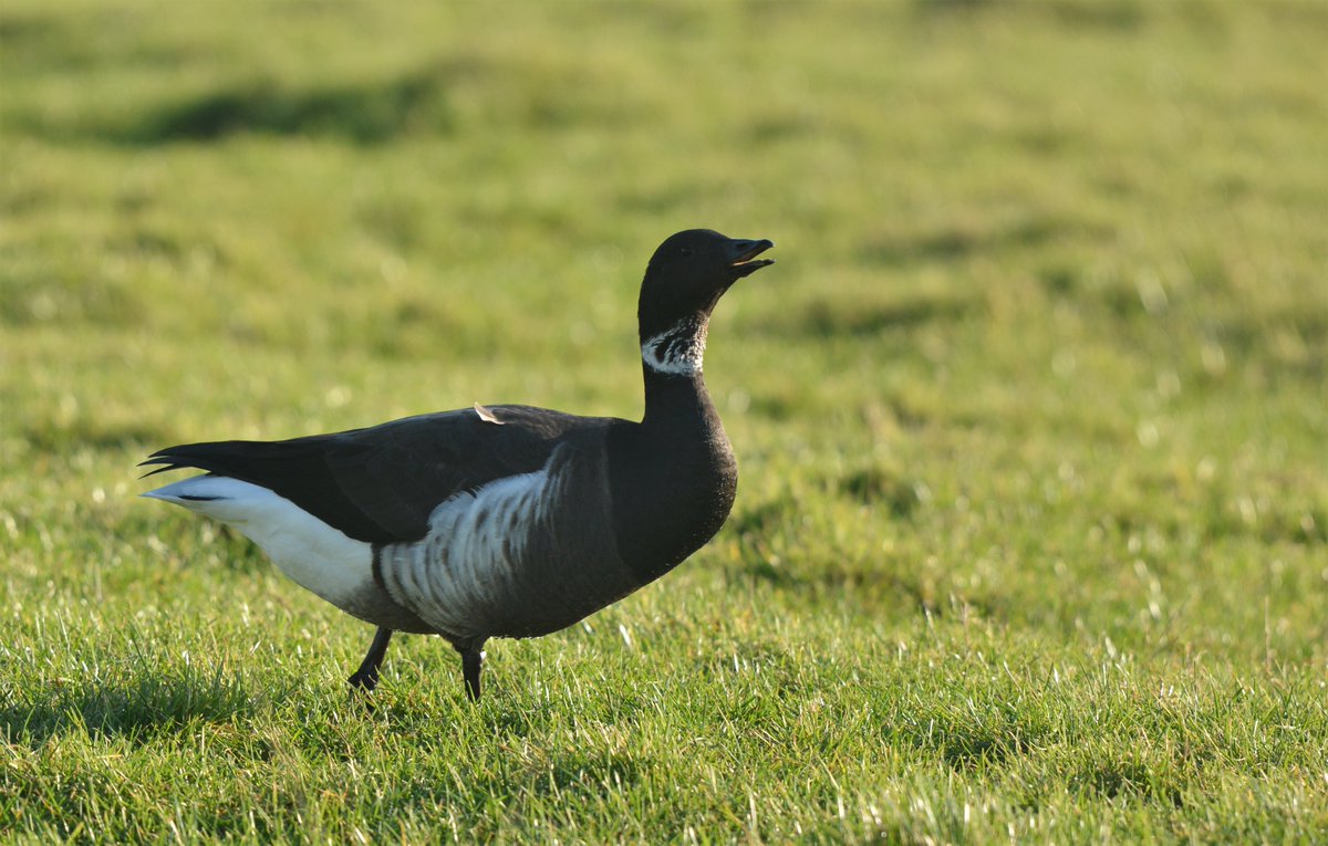 LMHooperbirder's tweet photo. A couple of birding highlights from the last couple of days with my first ever Brant at Farlington which performed well by the fence line with some DB Brents and likley my last patch tick of the year with these Velvet Scoter heading past Gilkicker this morning https://t.co/eSqtF6W3G9
