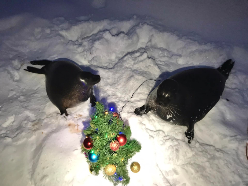 pixequil's tweet photo. We at the Wiki Slap 2 wish you all a very merry Christmas! #cherishmoments https://t.co/ndabIpPOL0