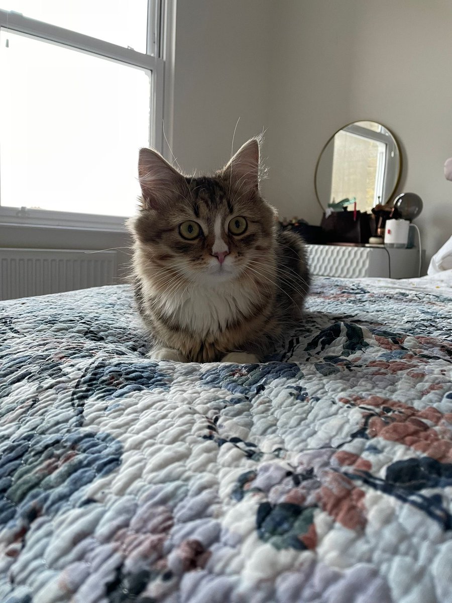 babasiberian's tweet photo. Hello twitter 🐾 #CatsofTwittter https://t.co/e6z7N4yCjv
