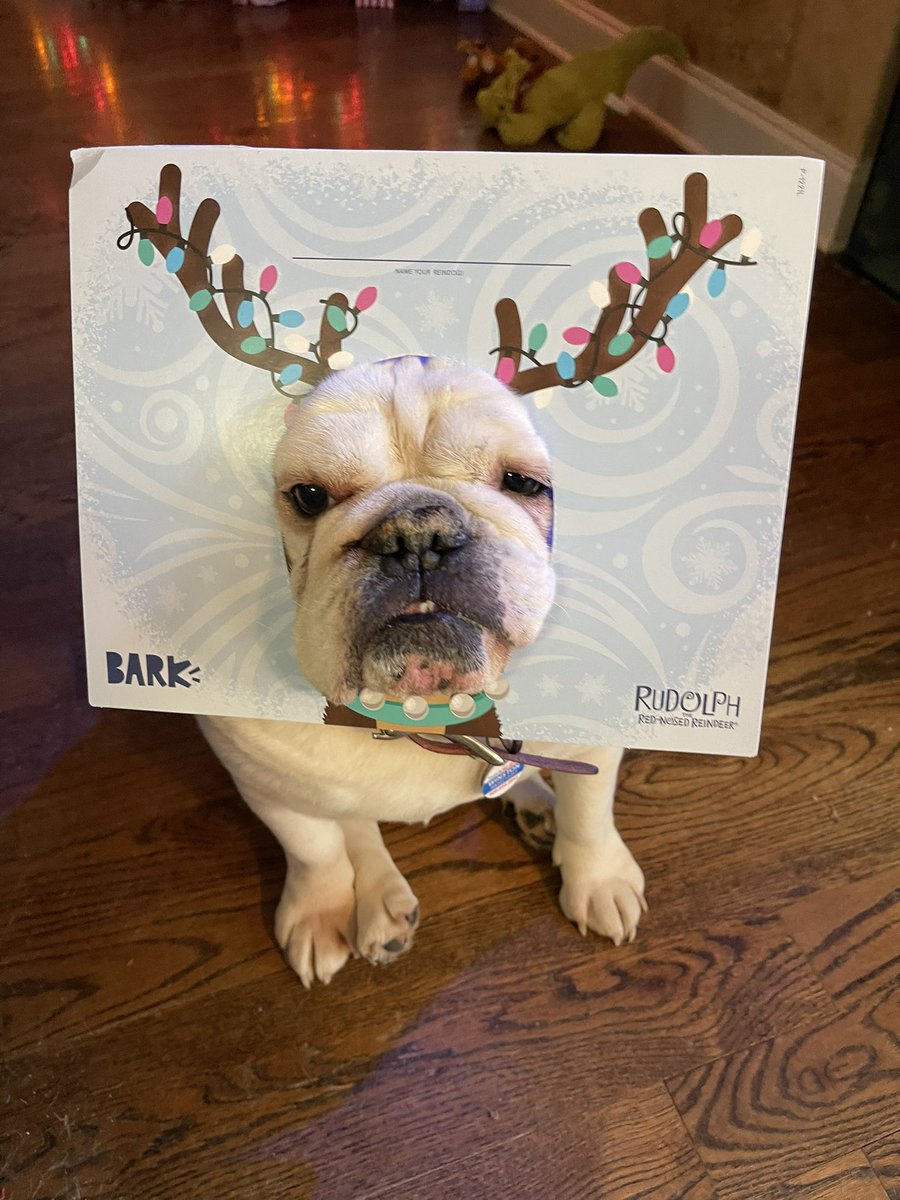 knealy2's tweet photo. #barkbox https://t.co/Qqdzr5gJXc