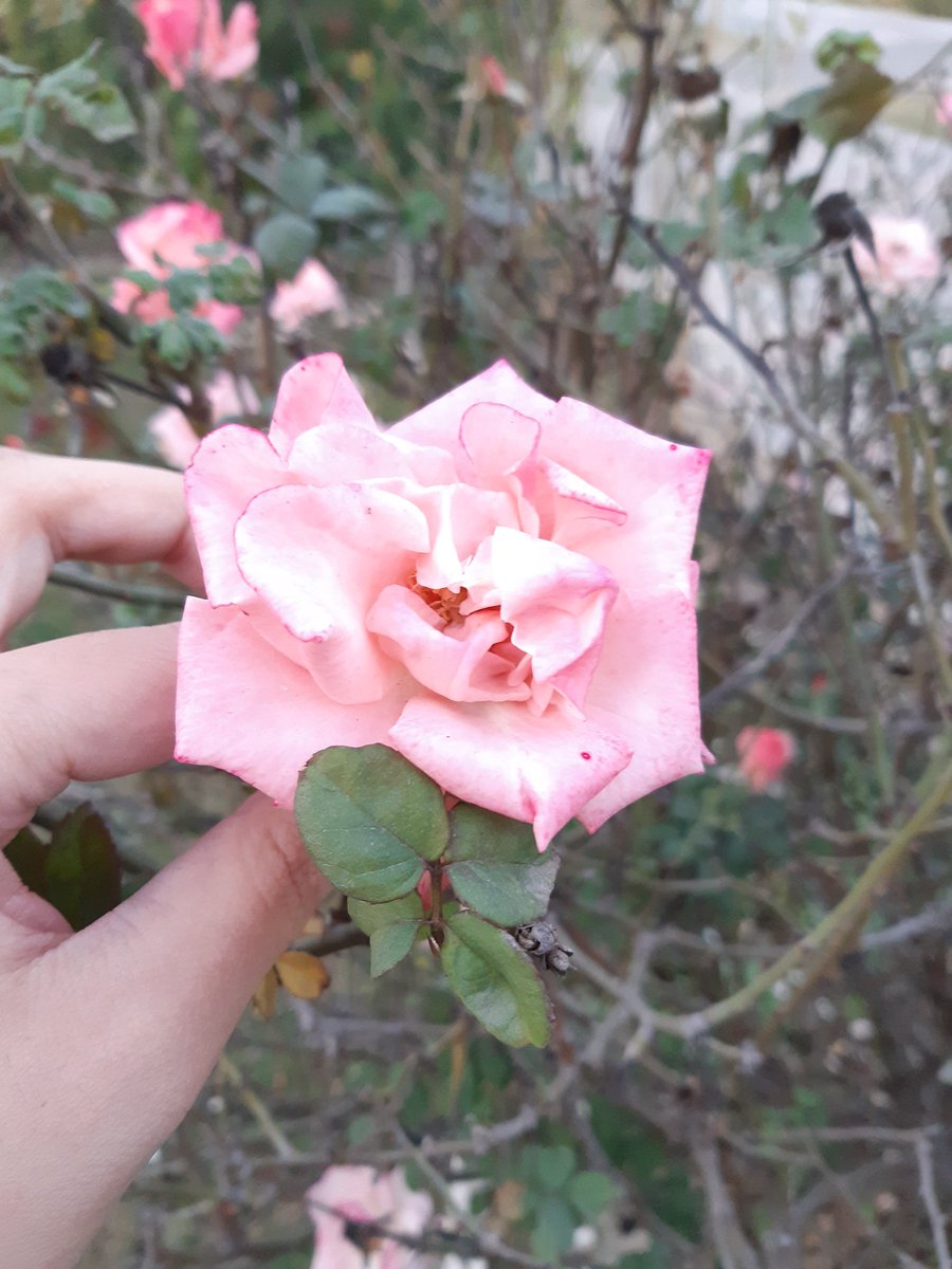 yaarMoongphali's tweet photo. @sehlengethora For you pretty girl🌹 https://t.co/cKHqCh0q6f