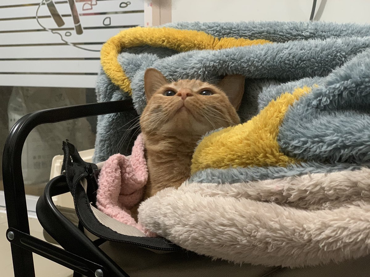 该说不说 我家小猫这样子挺像个那啥的