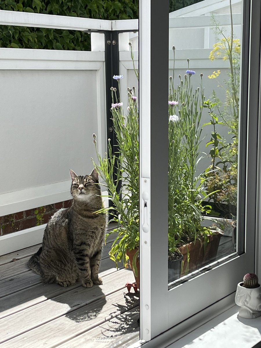 Cat of the month:
Meelo Rodriguez Lopez