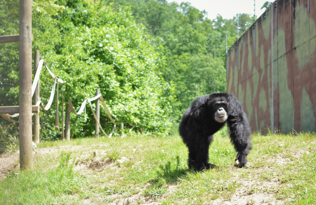 projectchimps's tweet photo. Drama seems to follow #JasonChimp. He is currently at work sorting out becoming the new alpha's right-hand. Jason was a part of #Stirlene’sChimp efforts to usurp the current alpha in the group, #BoChimp. Read about Jason in our #blog here:
https://t.co/M3gNcOMDgG https://t.co/hy0ofcDRgz