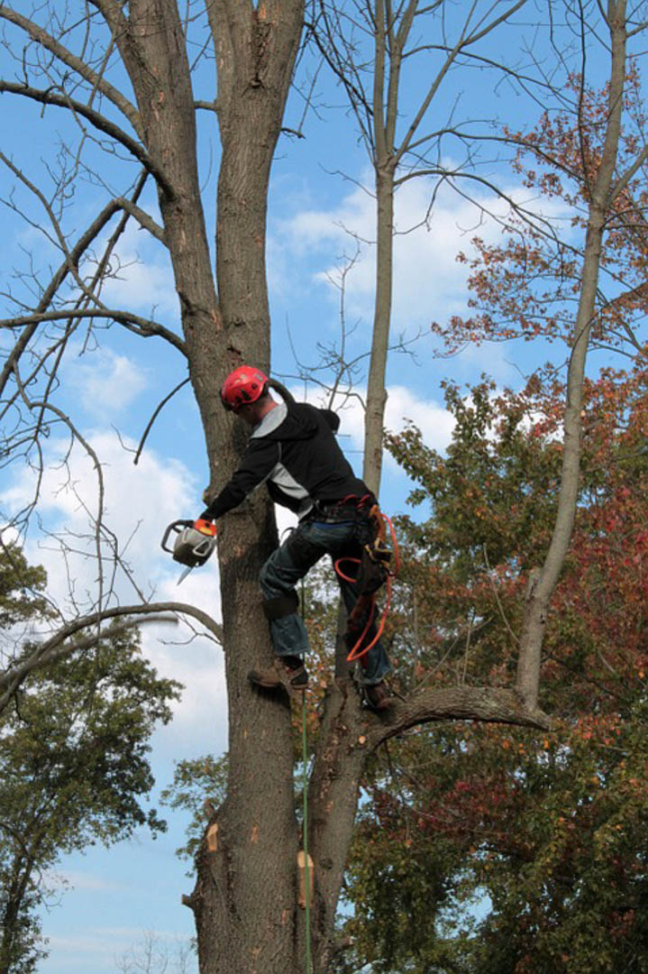 ColoresTree's tweet image. At Colores Tree Services, I am always doing everything I can to ensure I am providing only the best Tree Trimming services for Aromas and the surrounding area. #TreeCleaning bit.ly/3NxbGqN