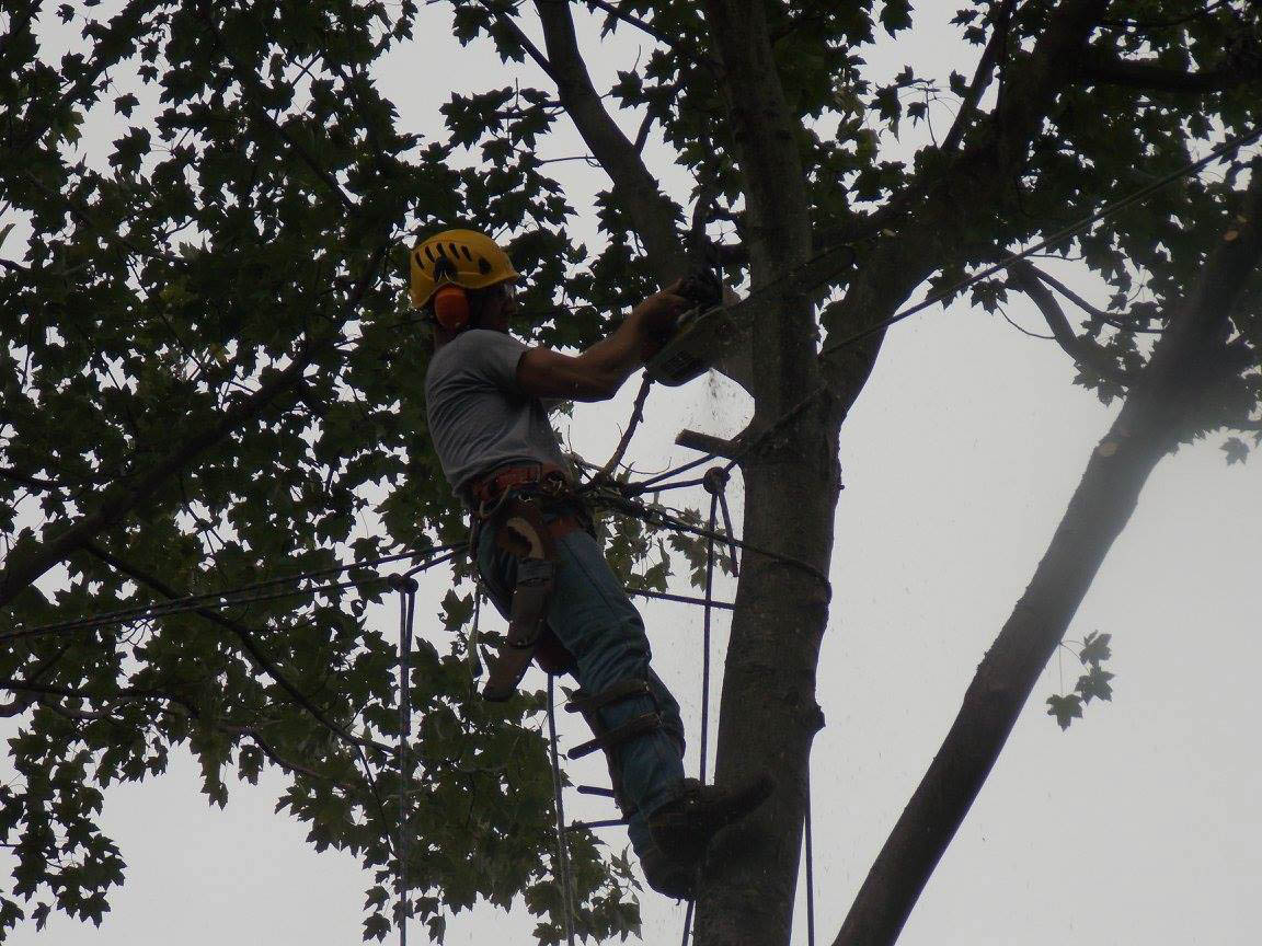 MLtreeservice's tweet image. With years of experience in the industry, our team has the knowledge to deliver superior-quality results in Redwood City, CA. Request a quote for our tree services today! 
 
#MLTreeService #TreeServices bit.ly/3FerNrc