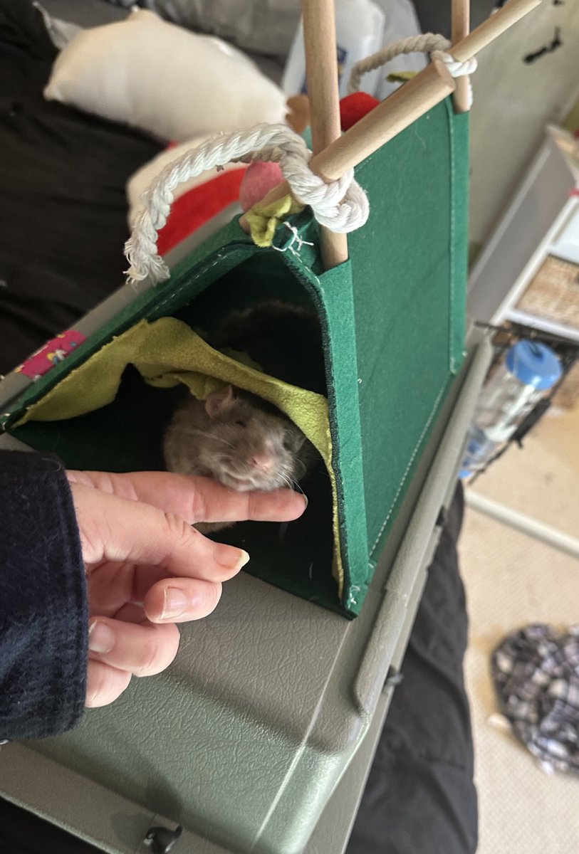 shwauby's tweet image. I just took the cutest pic of Jason I love his :3 face