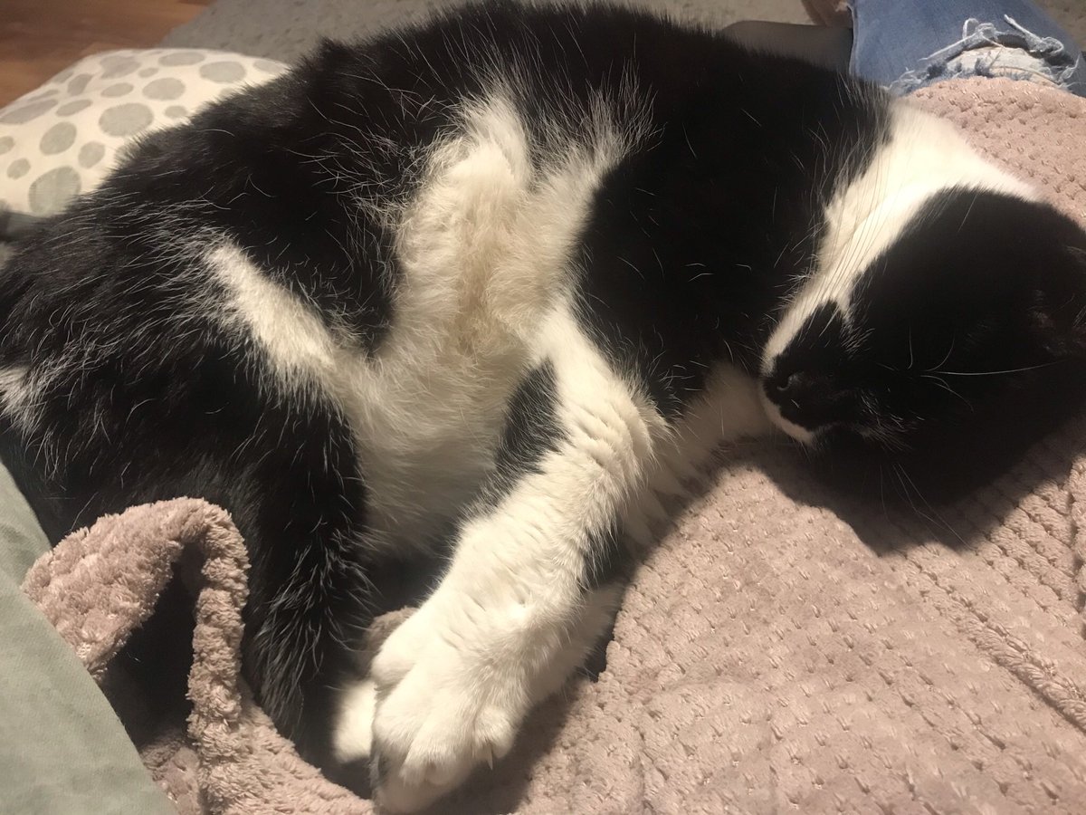 BurnbyPaula's tweet photo. I really need a cup of tea but someone looks too comfy to move #catslife #toocomfytomove #needabrew https://t.co/7S5Oa8Hkjb