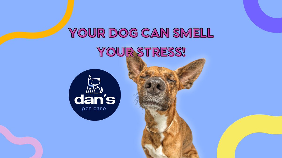 Did you know that your dog can smell when you are stressed?

Click here to learn more👉bit.ly/3YVMKPx