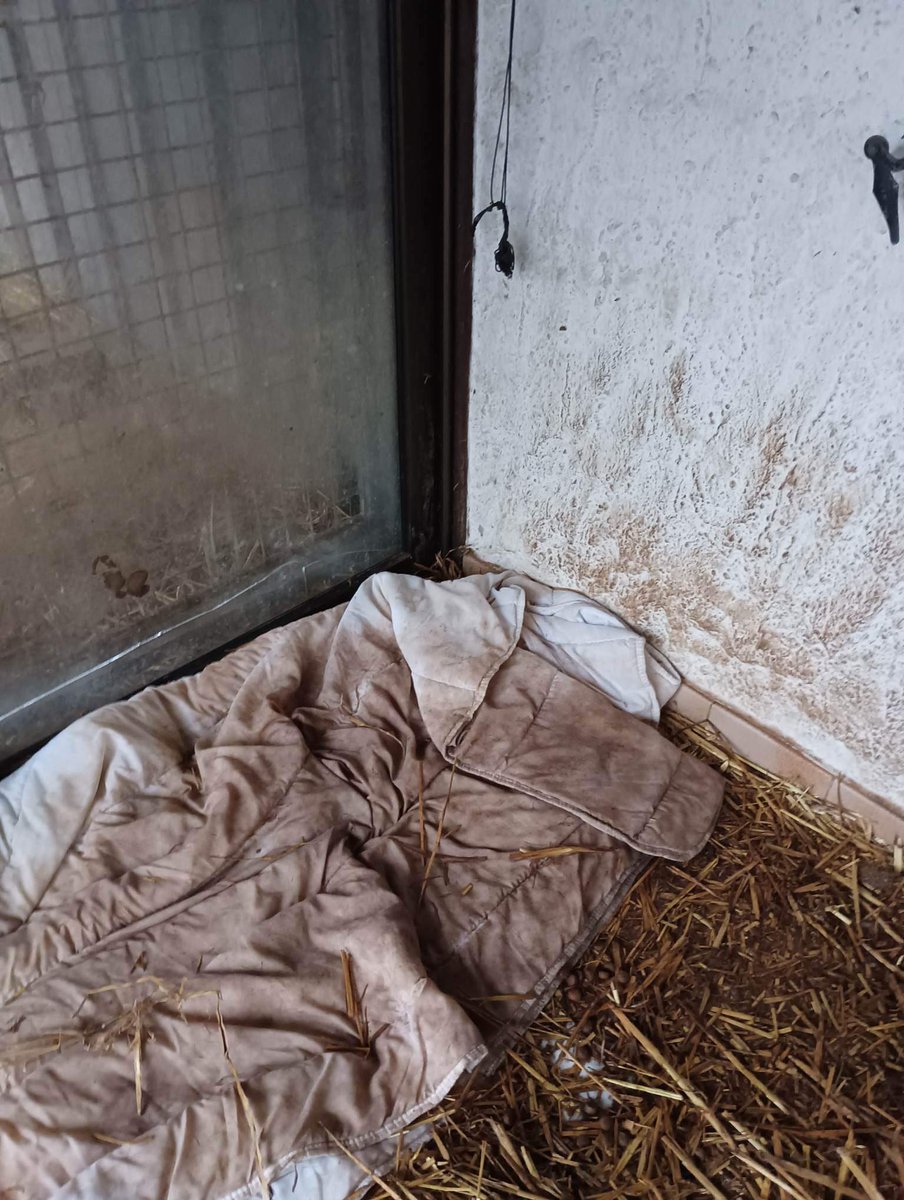 MC19612's tweet photo. 1/2 DDPP @Prefet57 que faites-vous ? C’est la suite de #Ranguevaux (57). Ici #Nitting57790 circo de @FabienDiFilippo qui connaît l’affaire, mais tout le monde s’en moque. Un élu a même répondu que je cite « Ce ne sont que des animaux » . Je vous laisse apprécier!! @courbet_julien https://t.co/SYh4ax97Jm