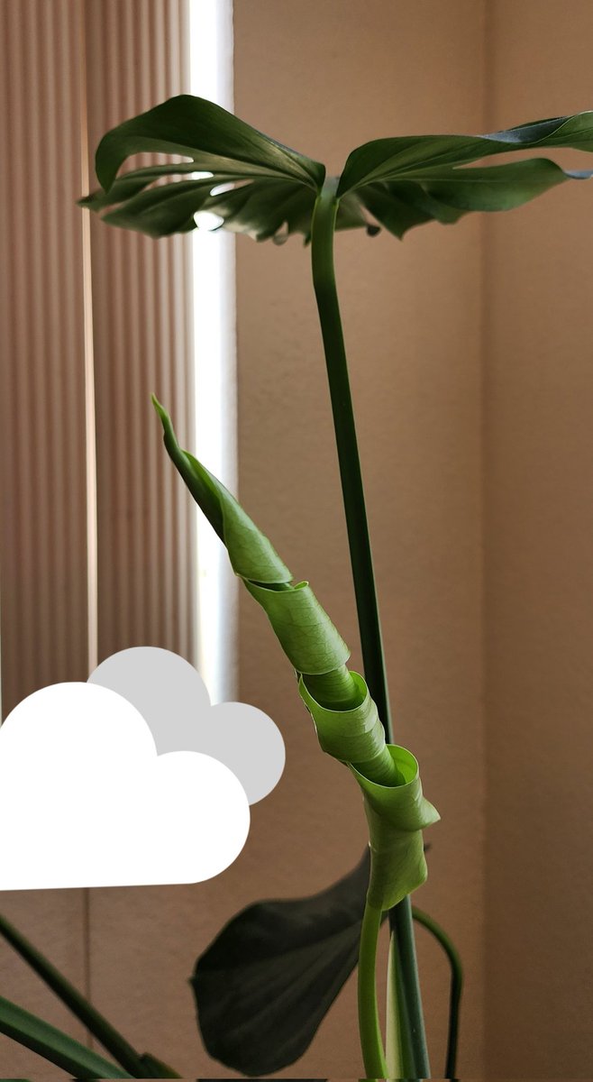 Tnhblue's tweet photo. I got new leaves and aerial roots.
๐ฅฐ๐
#monstera
#PoemForSmallThings https://t.co/U347sXu7p2