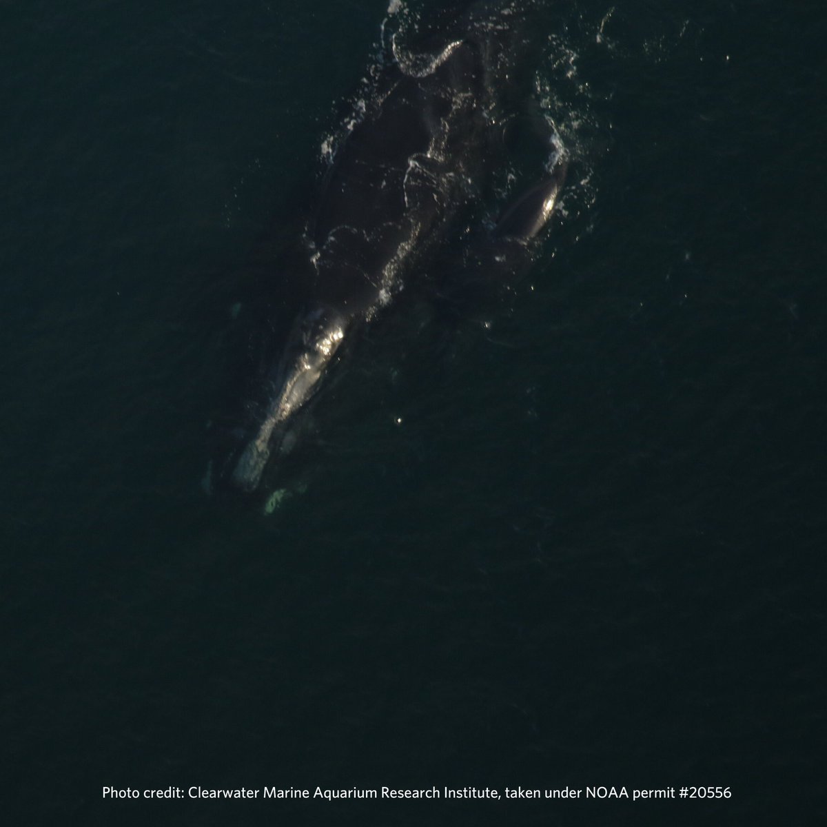 Another whale cow/calf pair was sighted off Georgia's coast yesterday, bringing the calf count to 5 as of December 26th.
 
Right whale #2605 ‘Smoke’ is 27 years old and this is her 4th known calf.