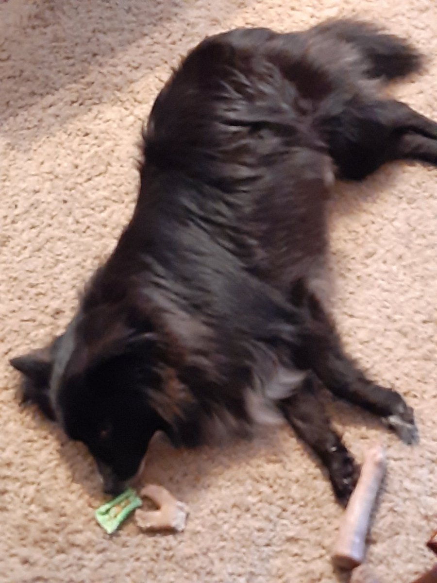 ScienceCasey's tweet photo. We have been taking Christmas decorations down today, Tank has not offered to help once. https://t.co/PFI07WlhI2