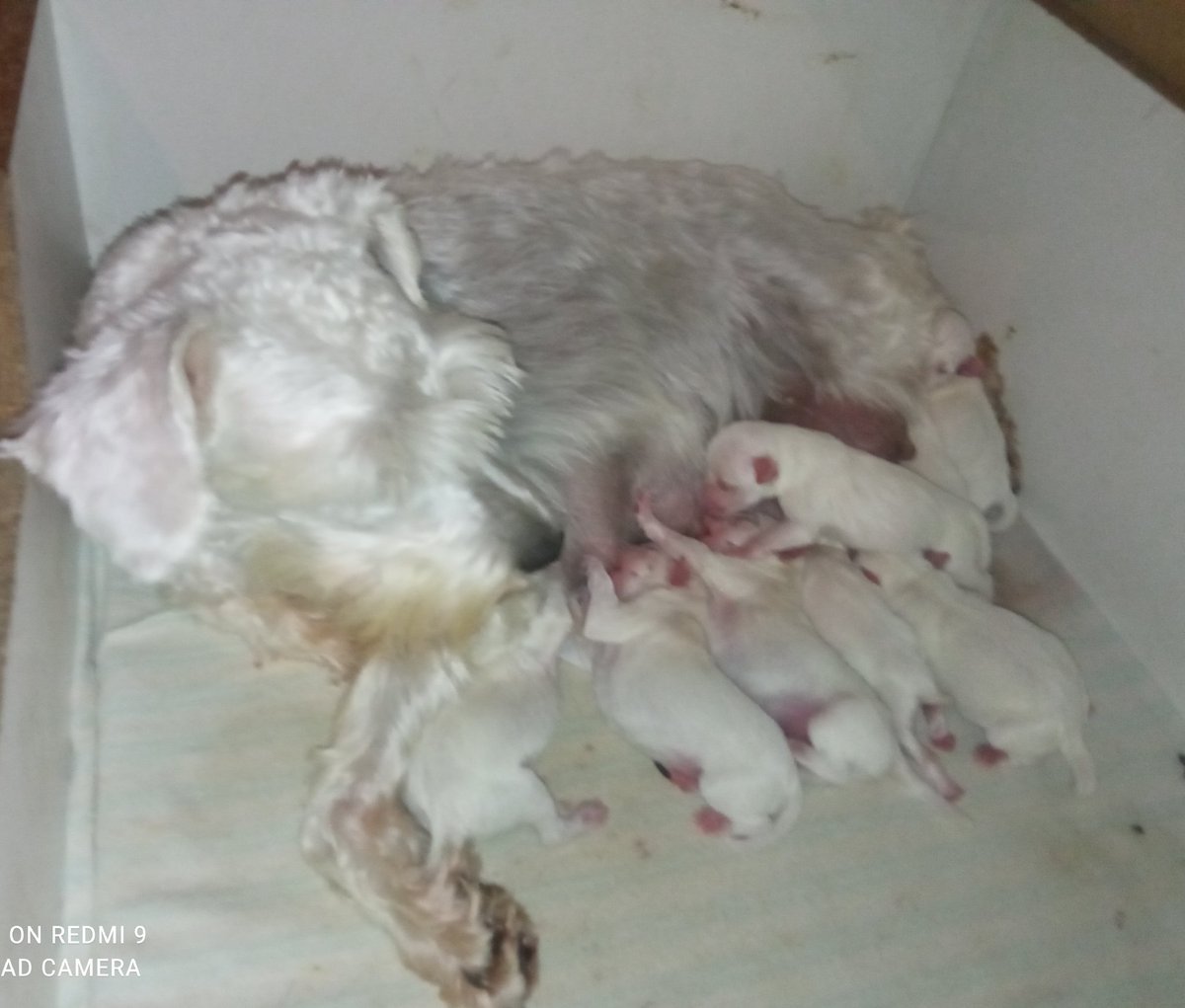 CarmeN_0470's tweet photo. Y asรญ la vida, asรญ mi vida โฃ๏ธ๐พ
#SchnauzerMini #Blanco #ElCharcoLasBrujas Winter y sus ocho bebรฉs https://t.co/Mf9Vq8sp9J