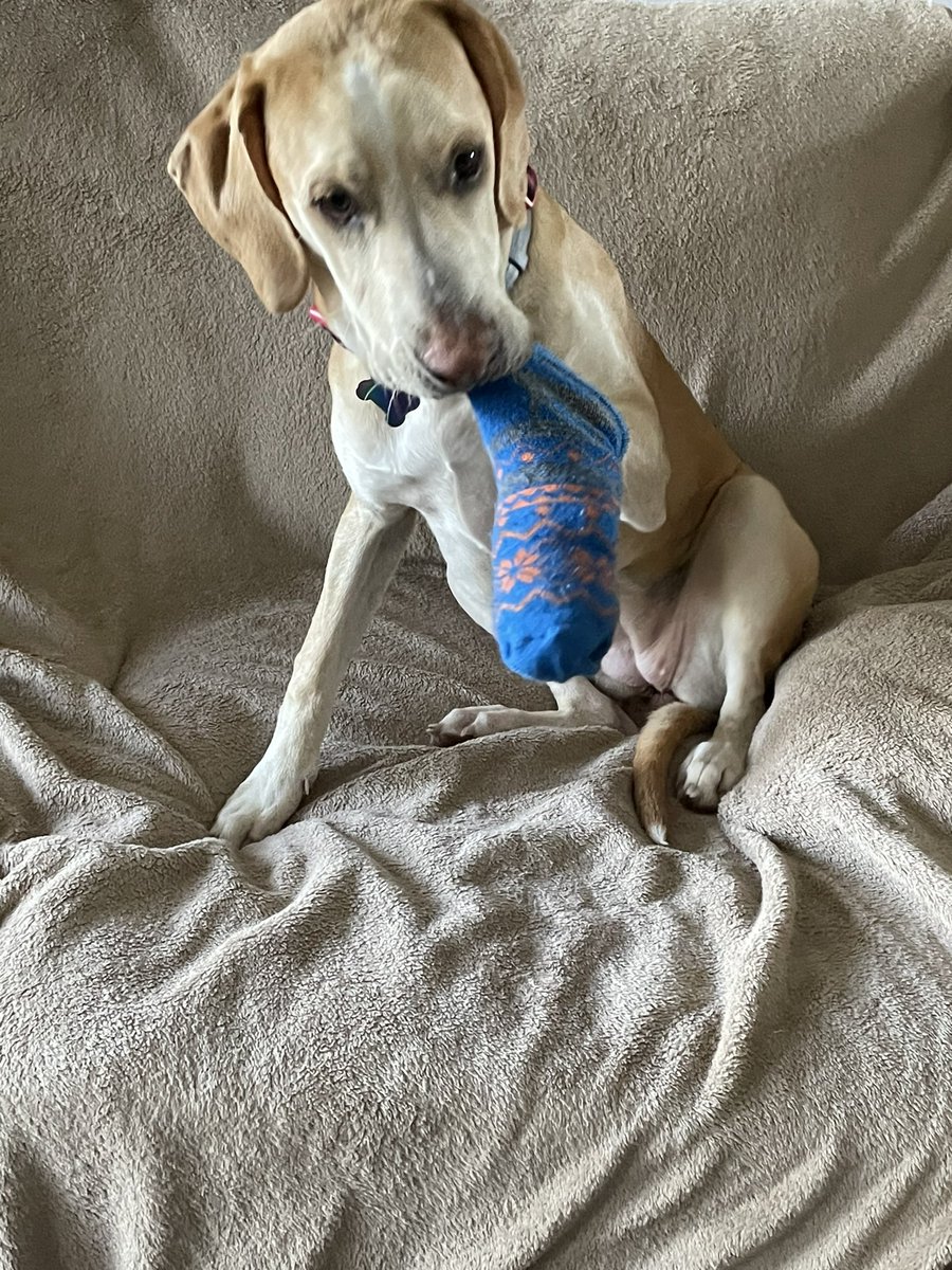 BrownieTurd's tweet photo. Wanted to see if Penny would appreciate or even ignore socks for while she went out into the cold. That’s a hard no. Put one on and knew immediately that she was not going to do that. #ColdButNotThatCold #SocksGoInMouthNotOnFeet #Unimpressed #ColdTurd https://t.co/BmuPWTu1IY