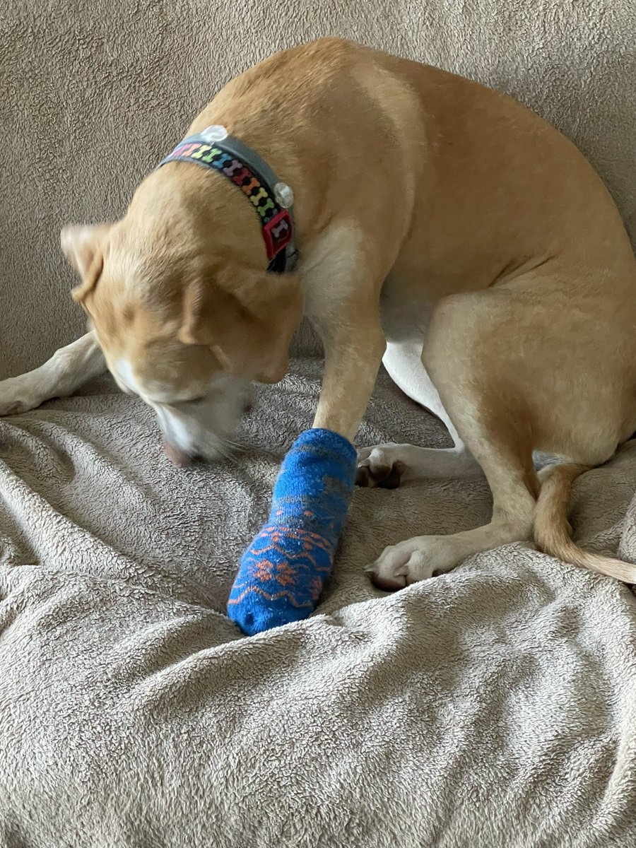 BrownieTurd's tweet photo. Wanted to see if Penny would appreciate or even ignore socks for while she went out into the cold. That’s a hard no. Put one on and knew immediately that she was not going to do that. #ColdButNotThatCold #SocksGoInMouthNotOnFeet #Unimpressed #ColdTurd https://t.co/BmuPWTu1IY