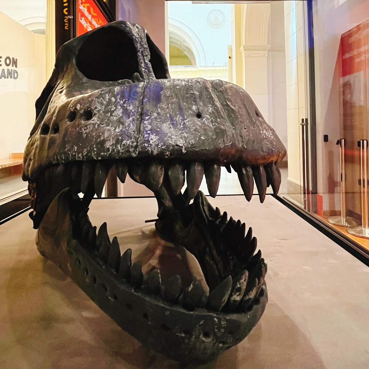 Field Museum on Twitter "DYK the Field is home to the Brachiosaurus