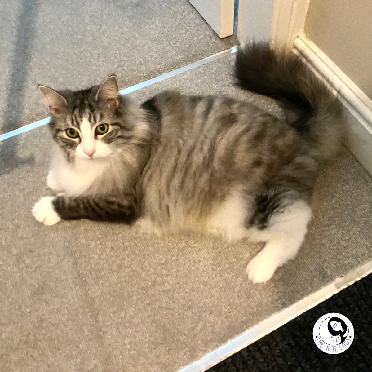 Back working today and I will start to catch up on messages this week. If you’ve left me a message bear with me for the next few days as I ease back in 🙏🏻 Picture of one of my favourite cats who I groomed today #catsoftwitter #cat #catgroomer
