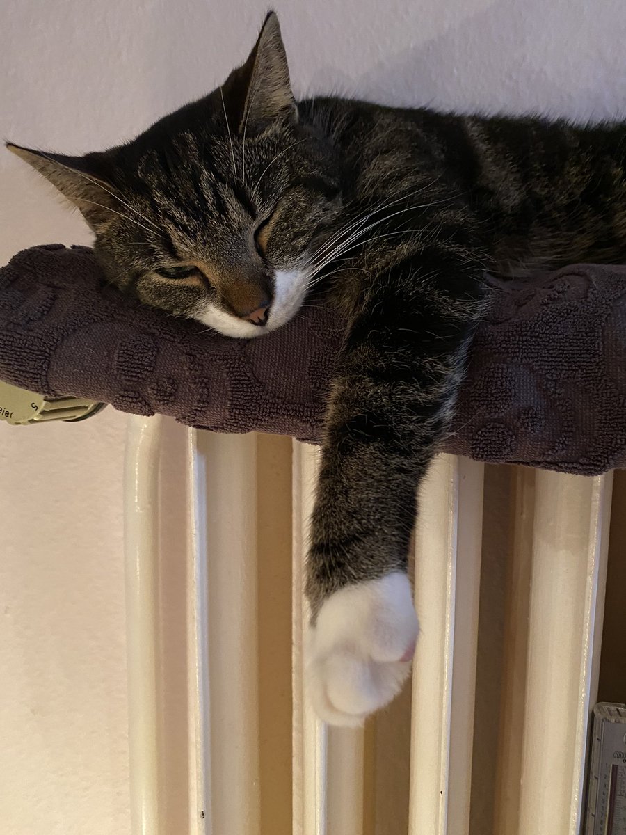 SteffieS1969's tweet photo. 😽🐱
@monoreading #monoreadingclub https://t.co/y38JtobhPc