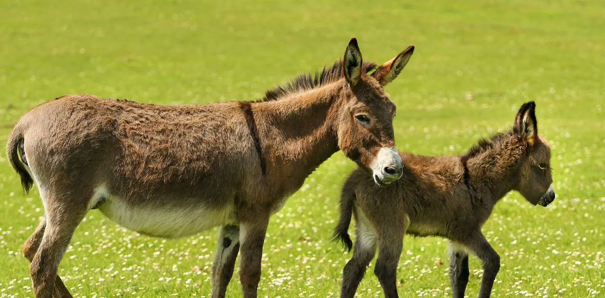 World's first donkey embryo may save the species from extinction #IVF #frozen #geneticbank #decline #critical buff.ly/3GGv045