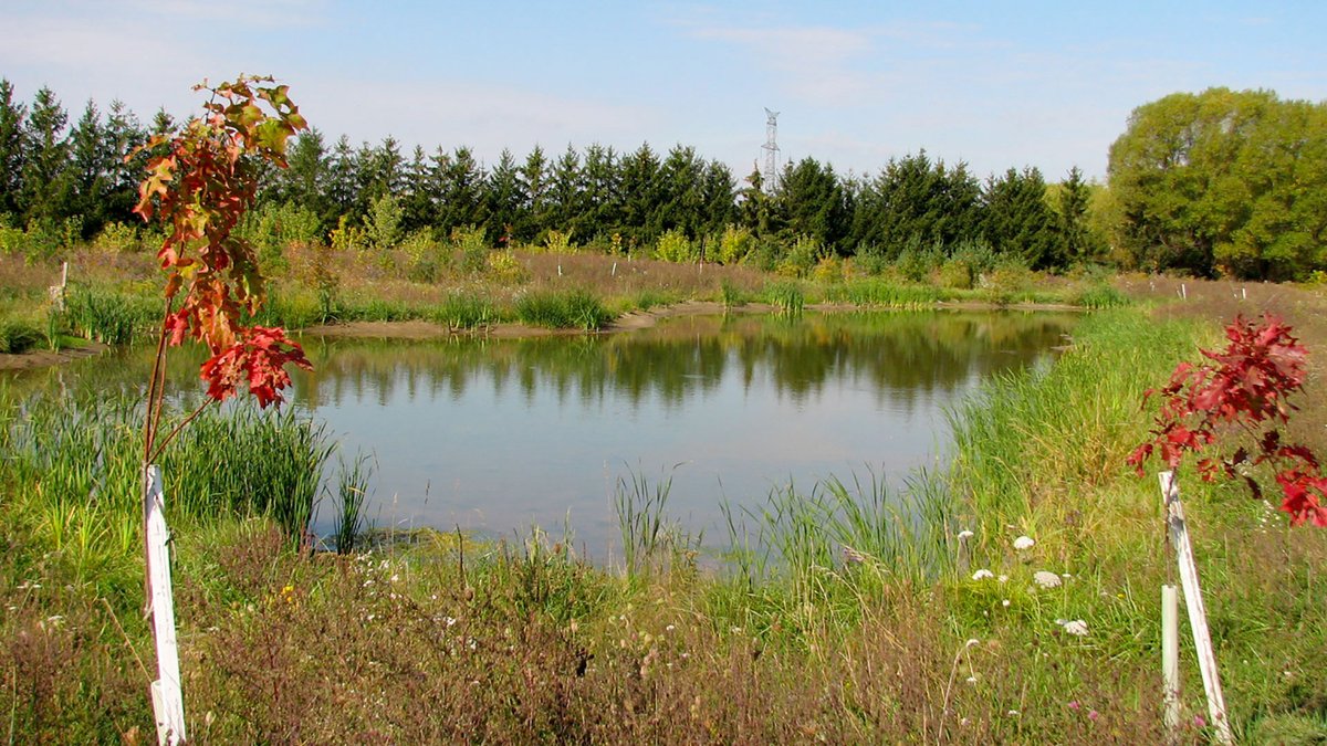 AusableBayfield's tweet photo. Here’s another New Year’s #ConservationResolution to consider for 2023. Create, restore or enhance a wetland area to create wildlife habitat and to protect water quality. Learn about wetlands and other stormwater management improvements today: https://t.co/lWDdPWsZpn https://t.co/QndjkI28hl