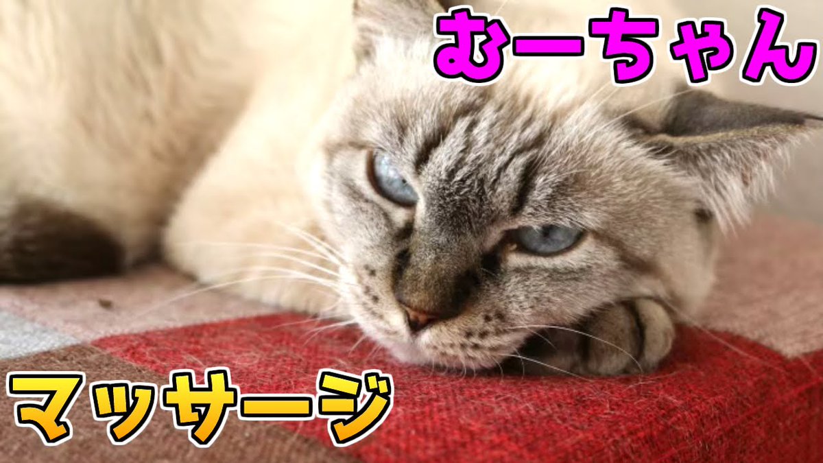 MeowMoeDotCom's tweet photo. ちょ～気持ちいい！『あの狂暴だったシャム猫のむーちゃん』こん ...
 
https://t.co/pjRGOx4rRF
 
#AnimalRescue #Cat #CatLife #CatLive #CatLiveStream #CatRescue #CatRescue https://t.co/Src2dSpZN9