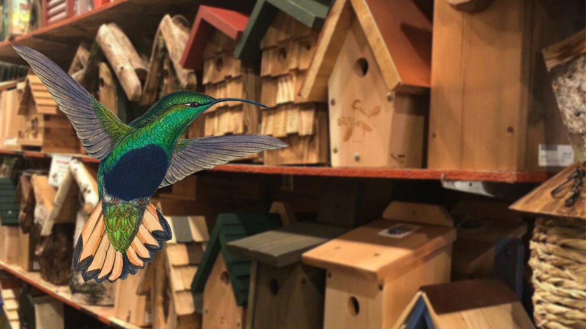 GiveGuide's tweet photo. 🦆TODAY'S A BIG GIVE DAY! 🦆

Head to https://t.co/fctlt50Ke1, donate $10 or more, and you’ll be entered to win a $500 gift from Backyard Bird Shop.

TODAY ONLY! 

✨ https://t.co/fctlt50Ke1 ✨ https://t.co/dunPbDFYJl