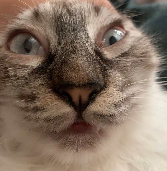 CatsCloseToCam_'s tweet photo. Submitted by @fuyiamy https://t.co/ViSavX1qH2