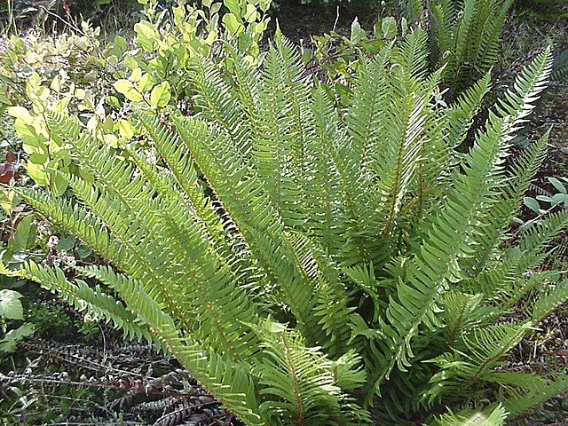 rebecca_lexa's tweet photo. Want to learn the details on how to tell western sword #ferns from other #PNW ferns? Find out at https://t.co/bTgcWMe0rL RT OK

#plants #botany #biology #nature #scicomm #outdoors #educational #polystichum #Pacificnorthwest #naturalhistory https://t.co/lB8a8po2HN