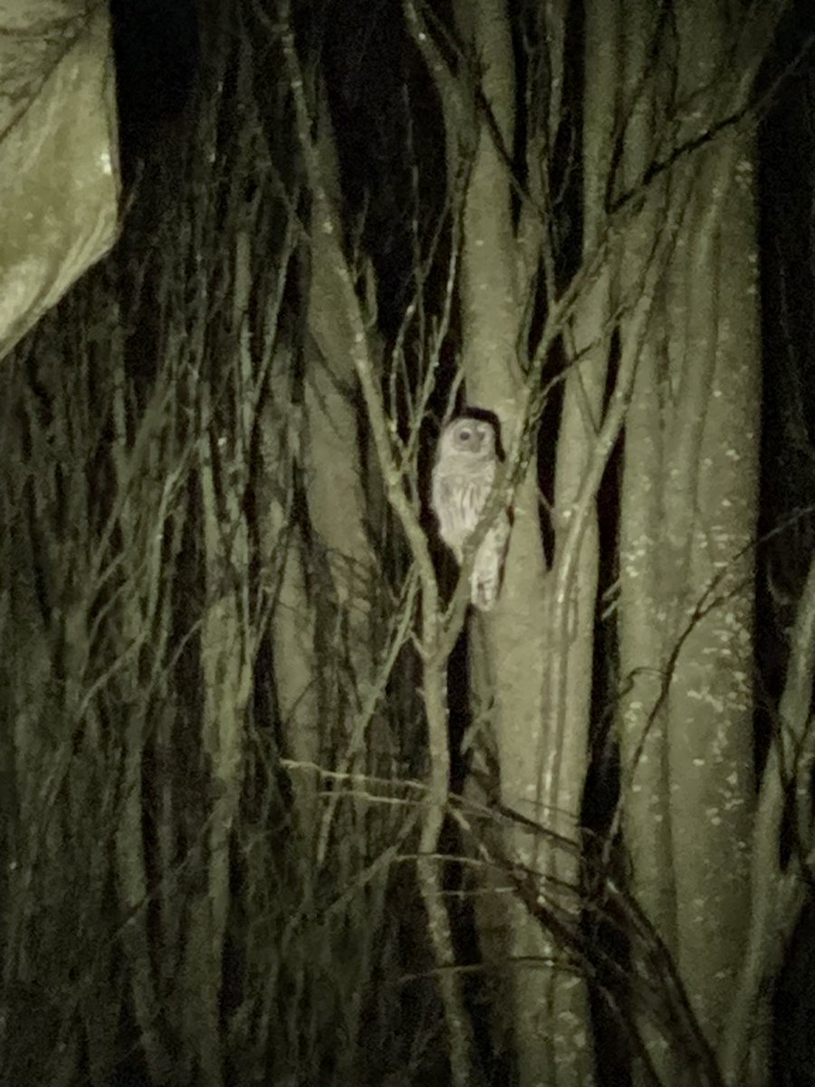 dan_landscaper's tweet photo. Epic night hunter out in the pouring rain in our backyard love seeing this #Owl #rathunter #Sustainability #predationcontrol https://t.co/aOASQ2iw41