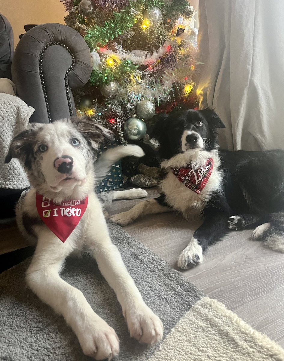 Thank goodness the festivities are coming to an end. Such chaos!😅 #bordercollies #christmas #DogsofTwittter