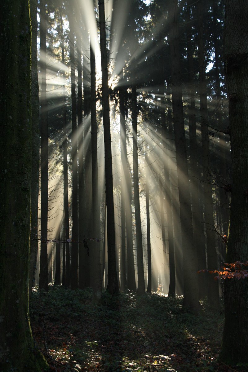 ourmindatbay's tweet photo. “You are not the darkness you endured. You are the light that refused to surrender.” John Mark Green

And that Light has never been more needed.

From one tiki torch to another, thank you for helping us all find our way.

Have a great one 😊

https://t.co/toWMPQZr1N

#healing https://t.co/Z19Aad3JNp