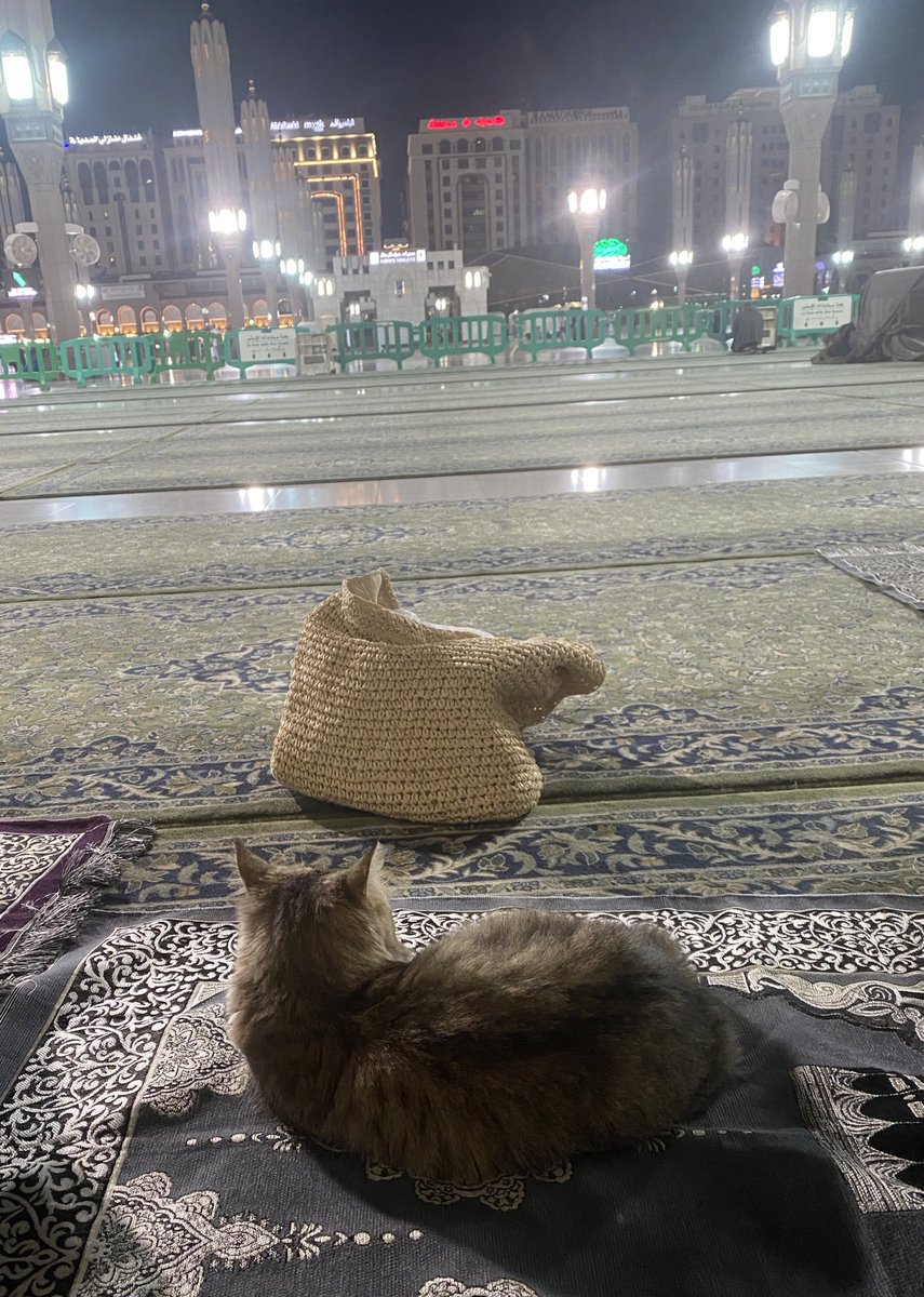 leeshx_i's tweet photo. Nights in medina 💚🫶 https://t.co/CNWLPLSEKg