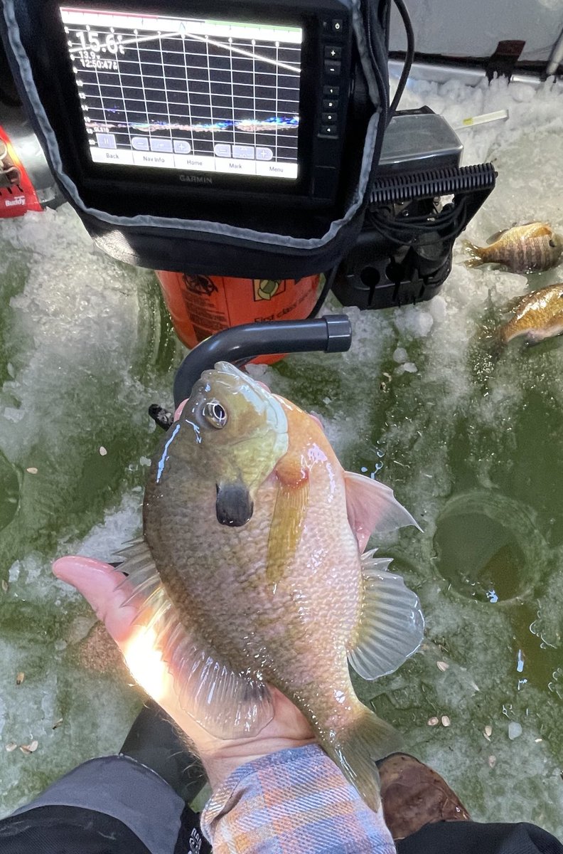 Channel_Neal's tweet image. Another great day on the ice with my lucky @KrugerSeeds bucket. Big ol slabs @garminfishhunt #livescope